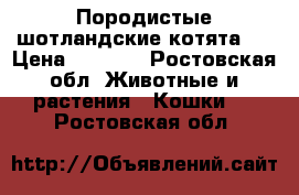 Породистые шотландские котята   › Цена ­ 2 000 - Ростовская обл. Животные и растения » Кошки   . Ростовская обл.